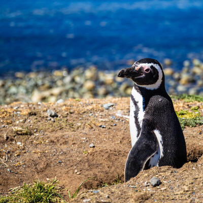 Punta Arenas