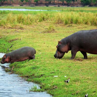 Kasane, Botswana, Afrika